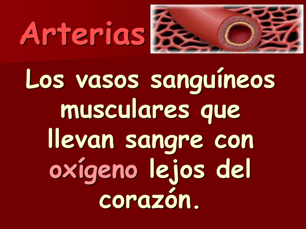 Arterias Los vasos sanguíneos musculares que llevan sangre con oxígeno lejos del corazón.