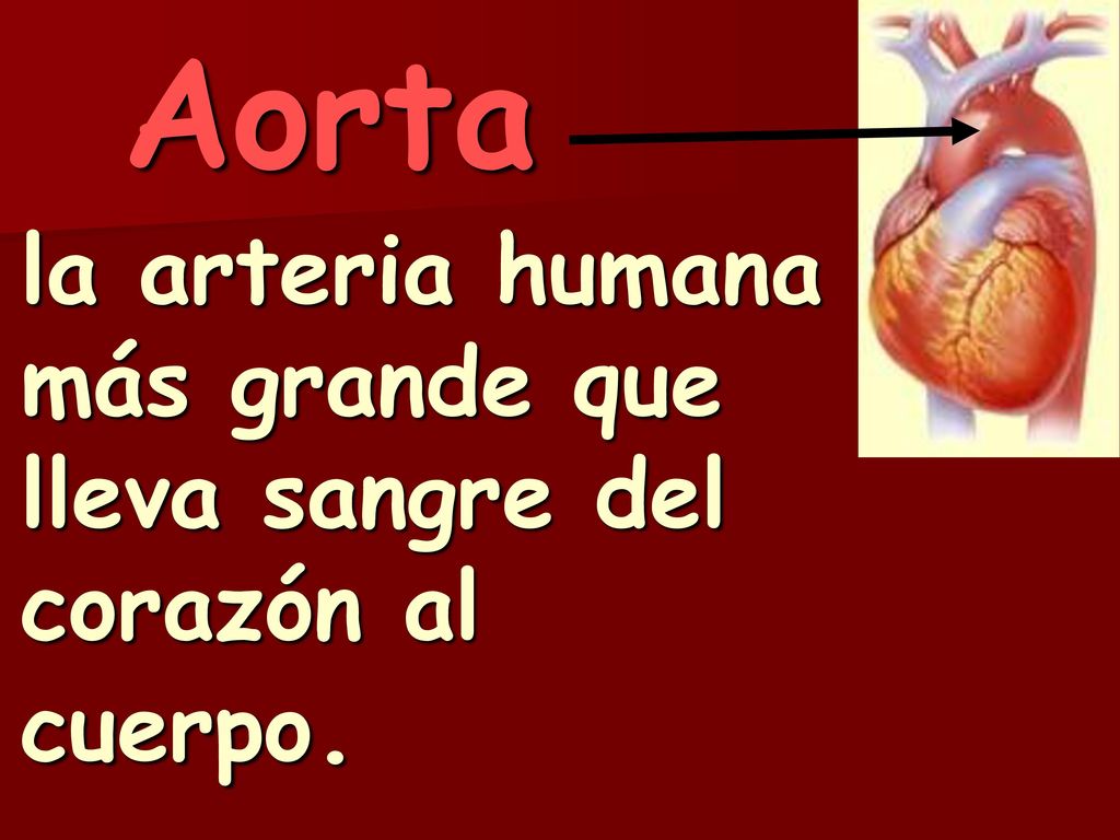 la arteria humana más grande que lleva sangre del corazón al cuerpo.