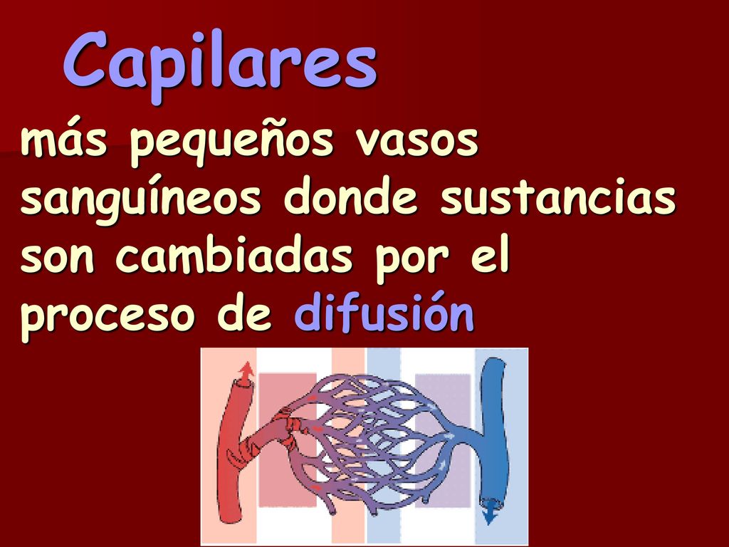 Capilares más pequeños vasos sanguíneos donde sustancias son cambiadas por el proceso de difusión