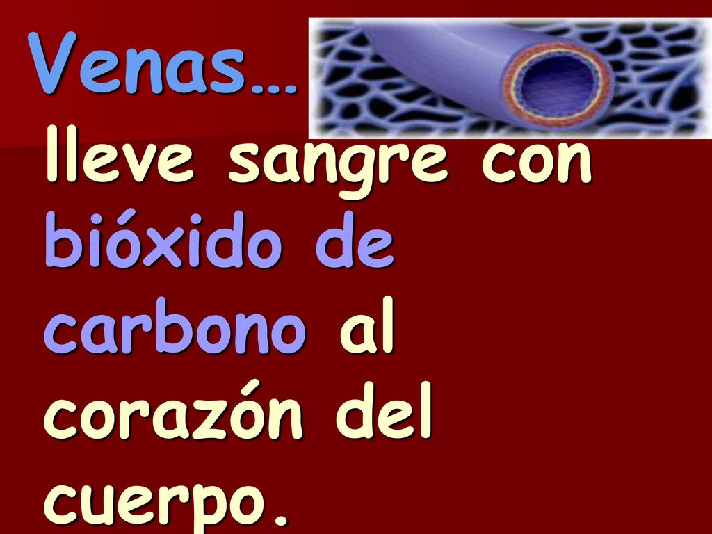 lleve sangre con bióxido de carbono al corazón del cuerpo.