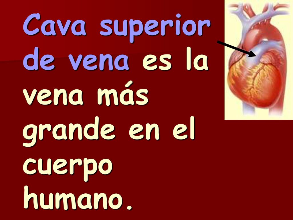 Cava superior de vena es la vena más grande en el cuerpo humano.