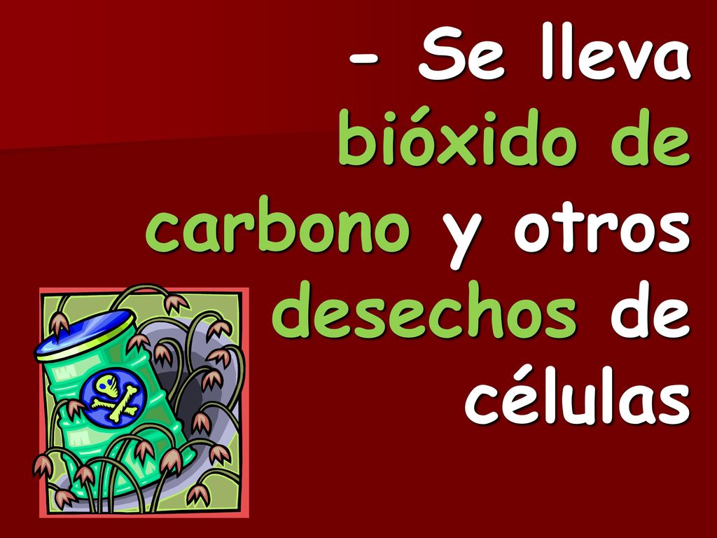- Se lleva bióxido de carbono y otros desechos de células