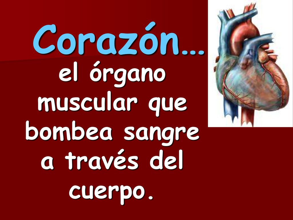 el órgano muscular que bombea sangre a través del cuerpo.