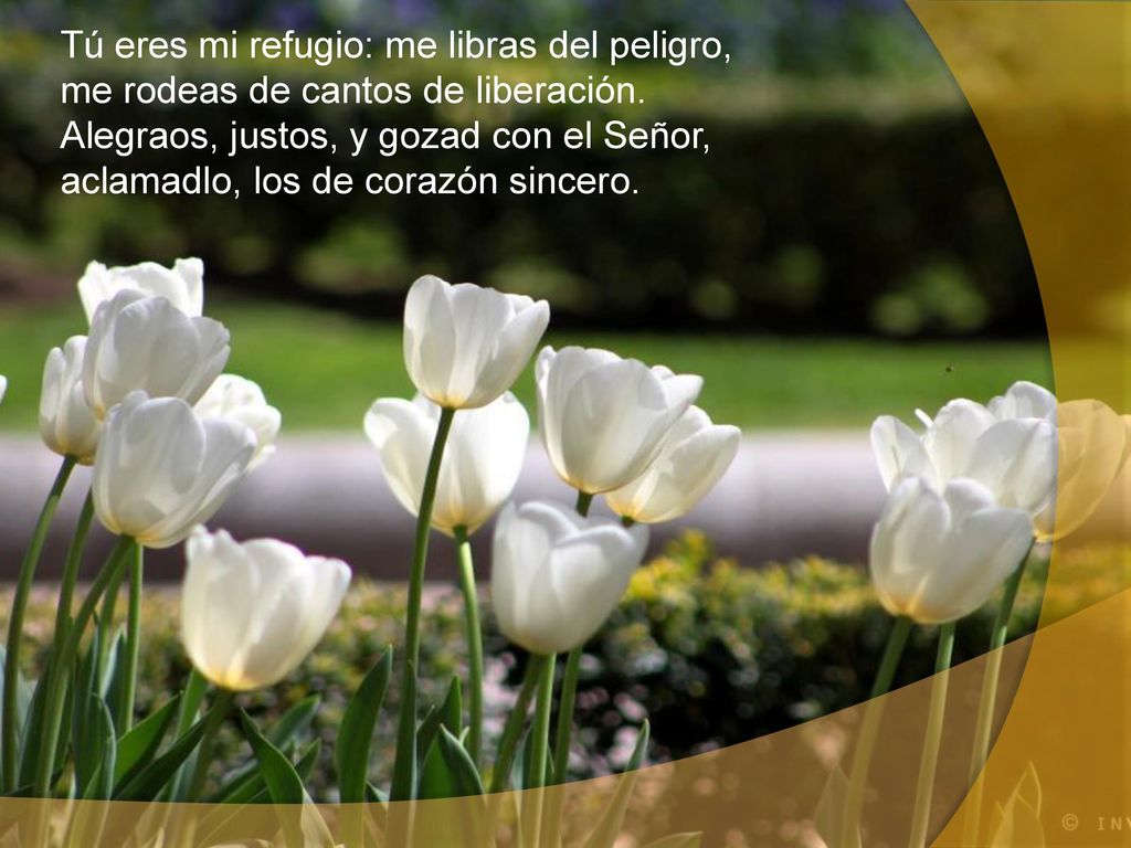 Tú eres mi refugio: me libras del peligro, me rodeas de cantos de liberación.