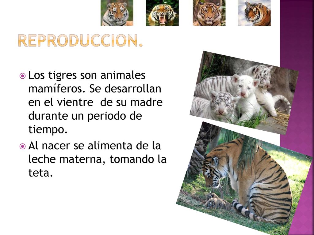 REPRODUCCION. Los tigres son animales mamíferos. Se desarrollan en el vientre de su madre durante un periodo de tiempo.