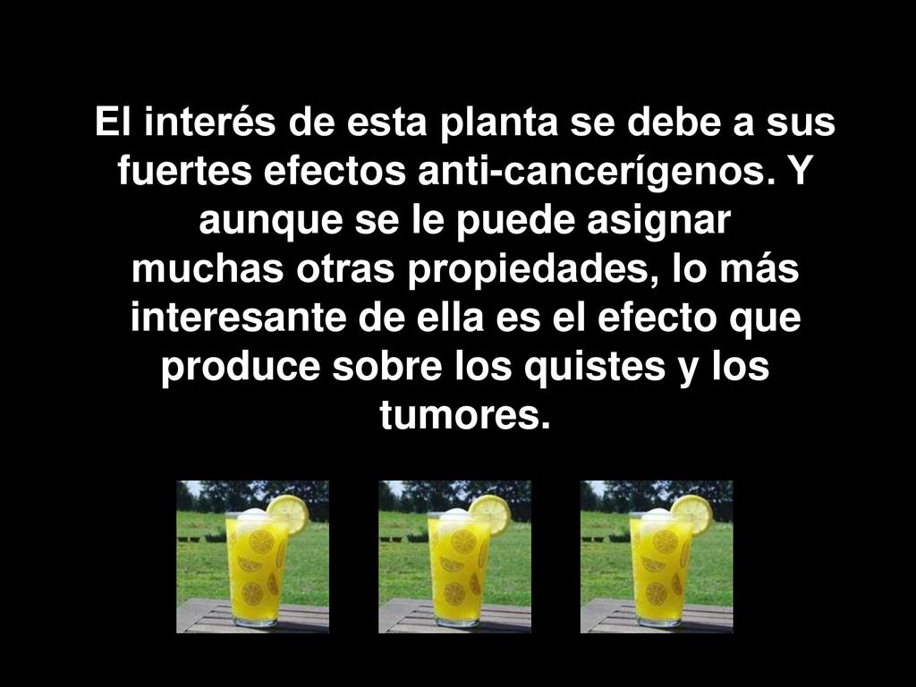 El interés de esta planta se debe a sus fuertes efectos anti-cancerígenos. Y aunque se le puede asignar