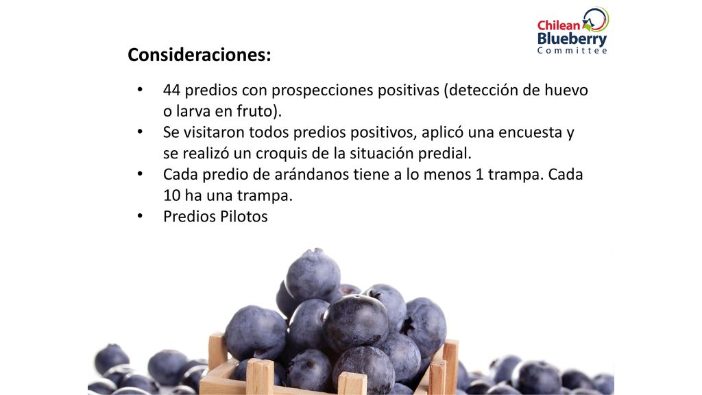 Consideraciones: 44 predios con prospecciones positivas (detección de huevo o larva en fruto).