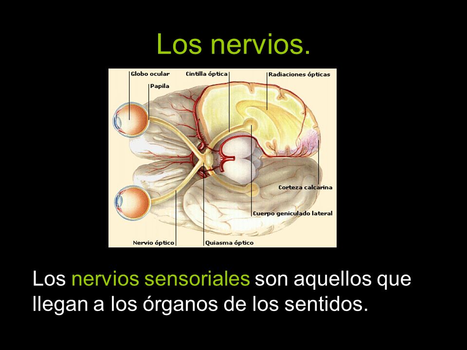 Los nervios. Los nervios sensoriales son aquellos que llegan a los órganos de los sentidos.