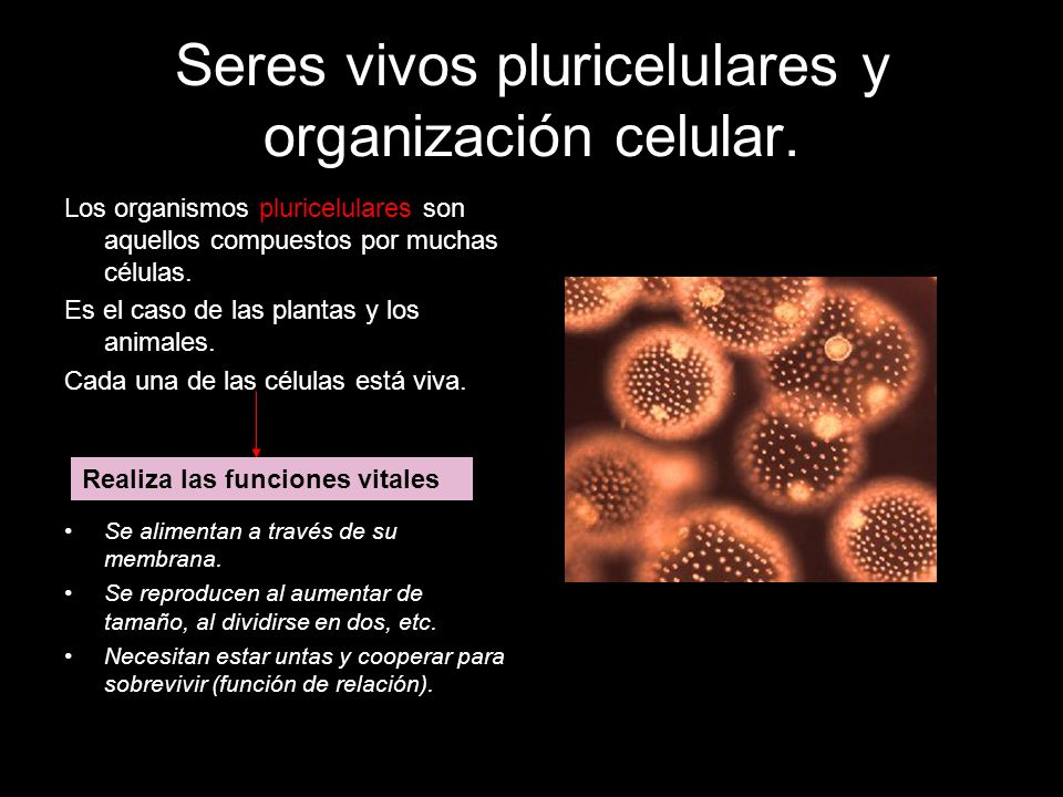 Seres vivos pluricelulares y organización celular.