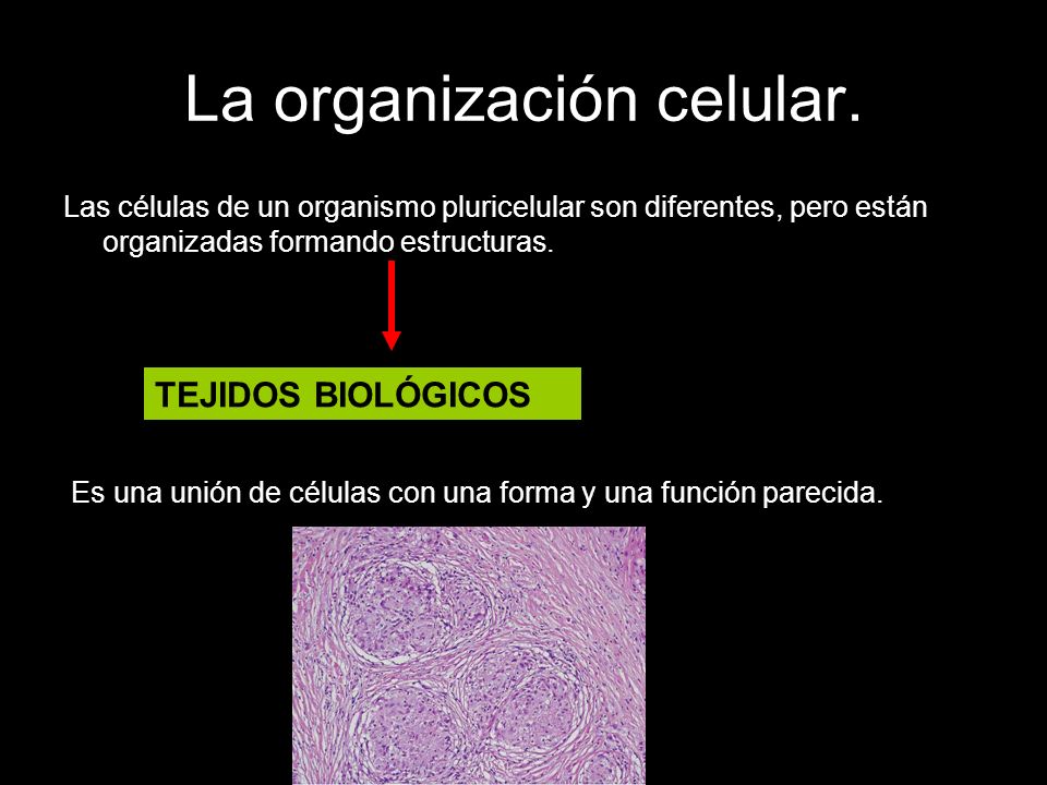 La organización celular.
