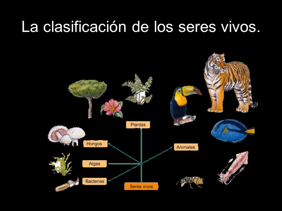 La clasificación de los seres vivos.