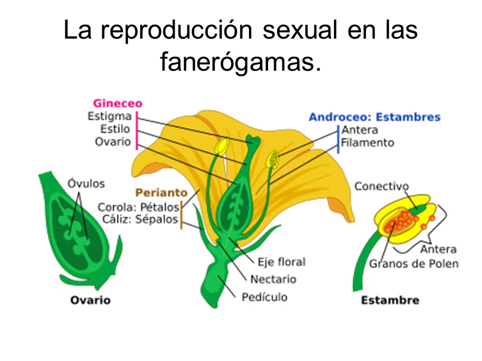 La reproducción sexual en las fanerógamas.