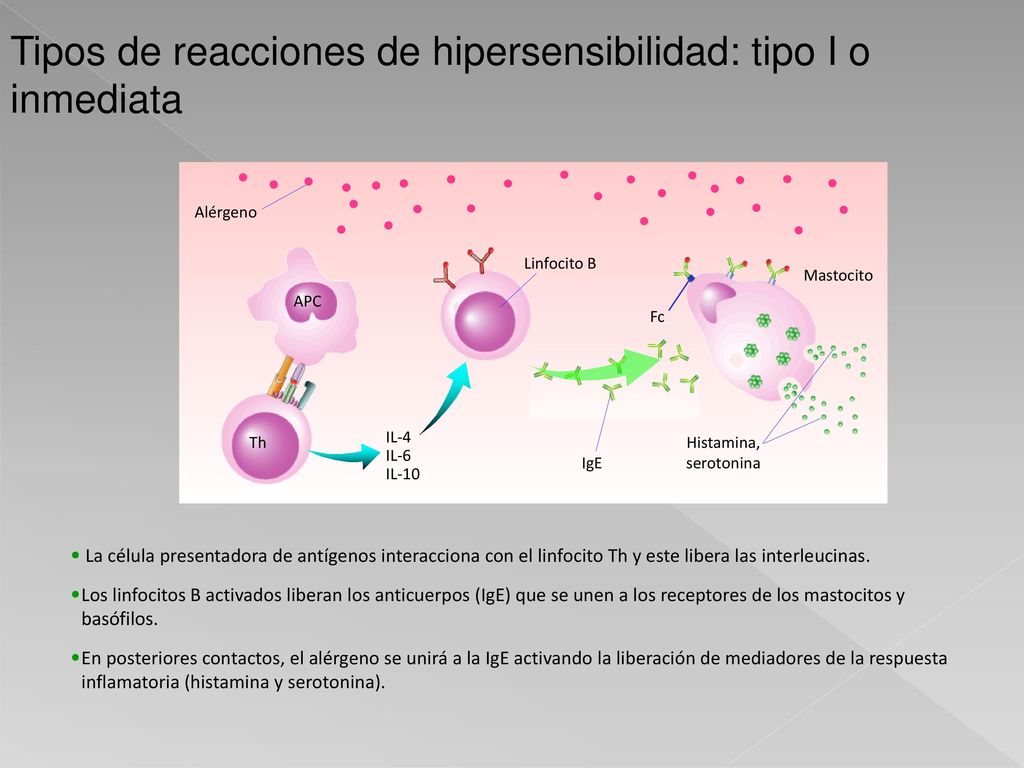 Tipos de reacciones de hipersensibilidad: tipo I o inmediata