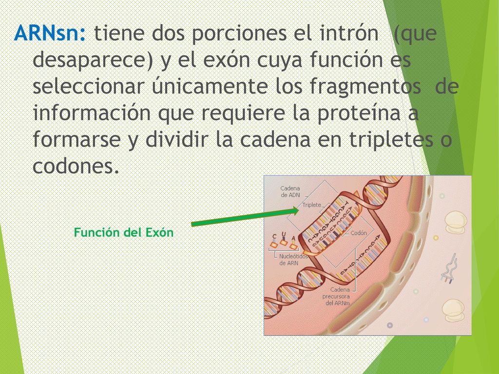 ARNsn: tiene dos porciones el intrón (que desaparece) y el exón cuya función es seleccionar únicamente los fragmentos de información que requiere la proteína a formarse y dividir la cadena en tripletes o codones.