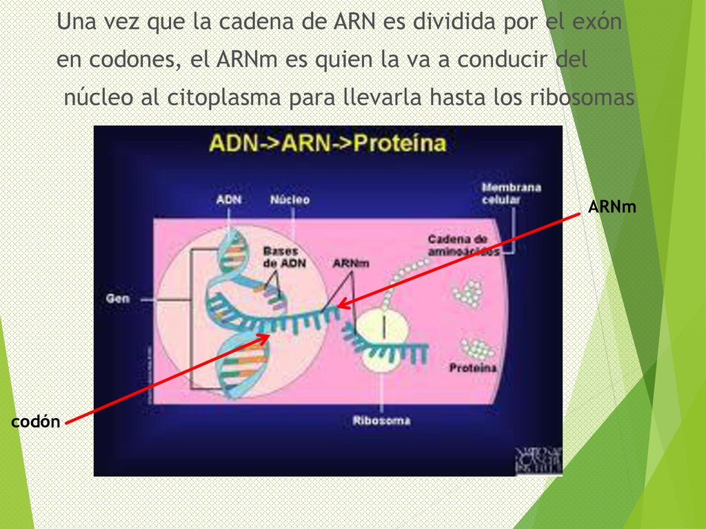 Una vez que la cadena de ARN es dividida por el exón en codones, el ARNm es quien la va a conducir del núcleo al citoplasma para llevarla hasta los ribosomas