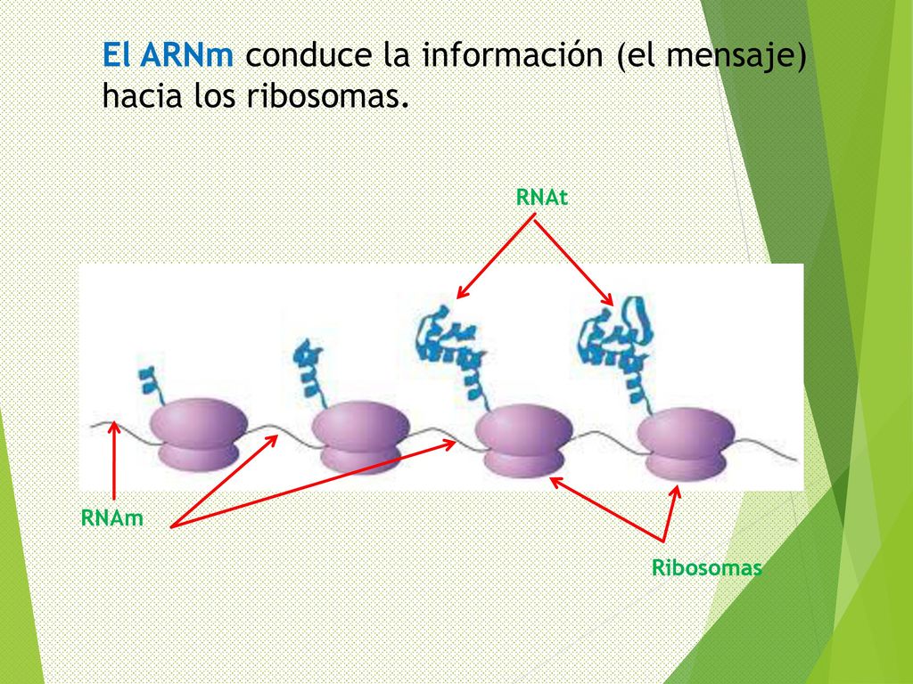 El ARNm conduce la información (el mensaje) hacia los ribosomas.