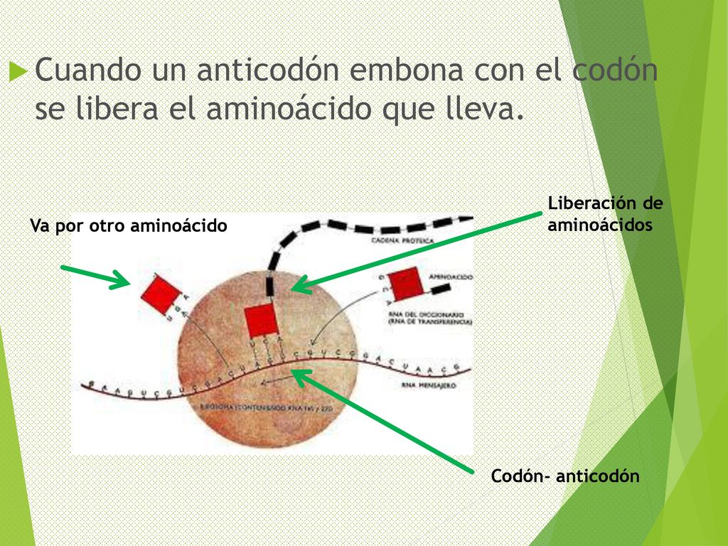 Cuando un anticodón embona con el codón se libera el aminoácido que lleva.