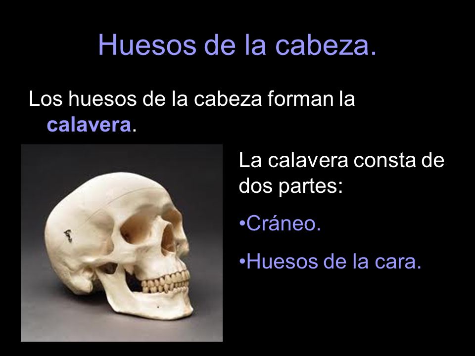 Huesos de la cabeza. Los huesos de la cabeza forman la calavera.