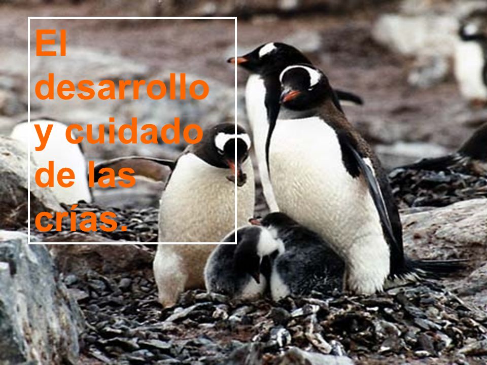 El desarrollo y cuidado de las crías.