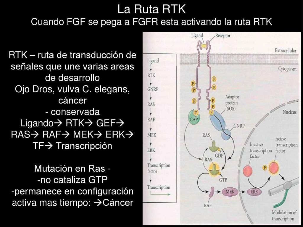 La Ruta RTK Cuando FGF se pega a FGFR esta activando la ruta RTK