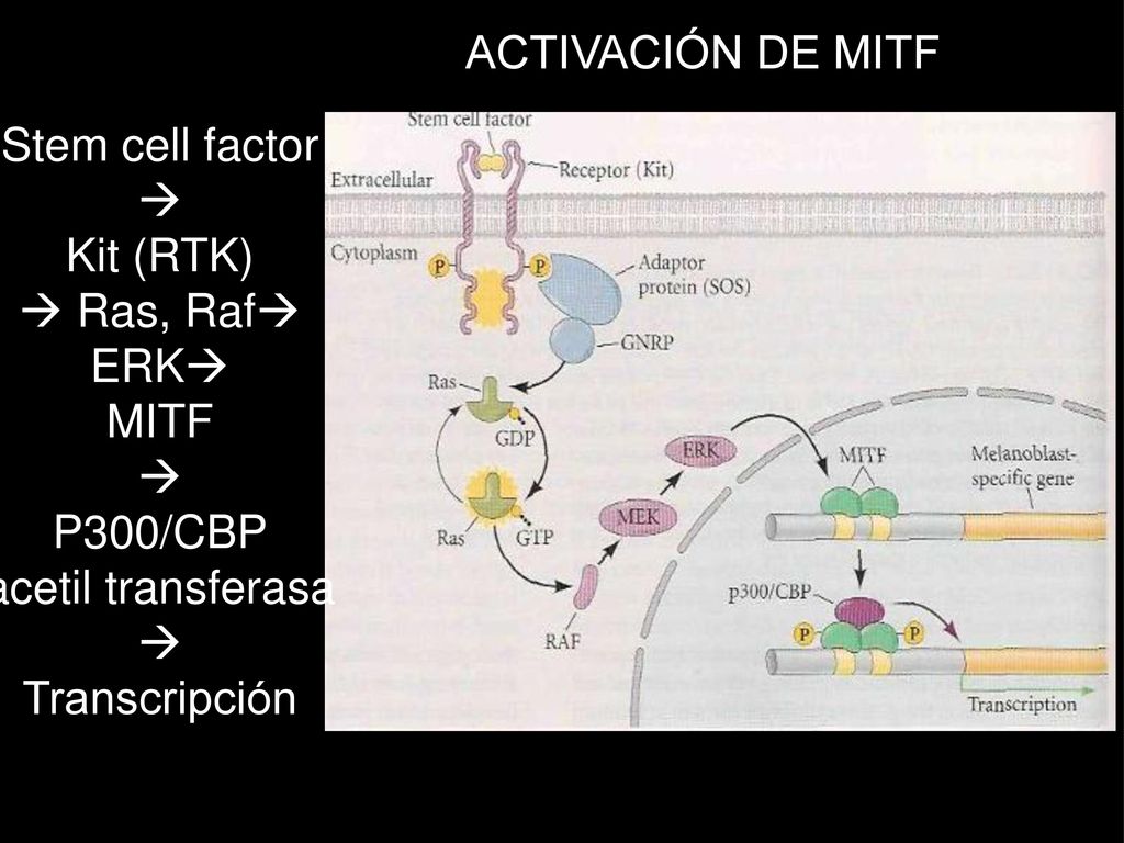ACTIVACIÓN DE MITF Stem cell factor.  Kit (RTK)  Ras, Raf ERK MITF. P300/CBP. acetil transferasa.