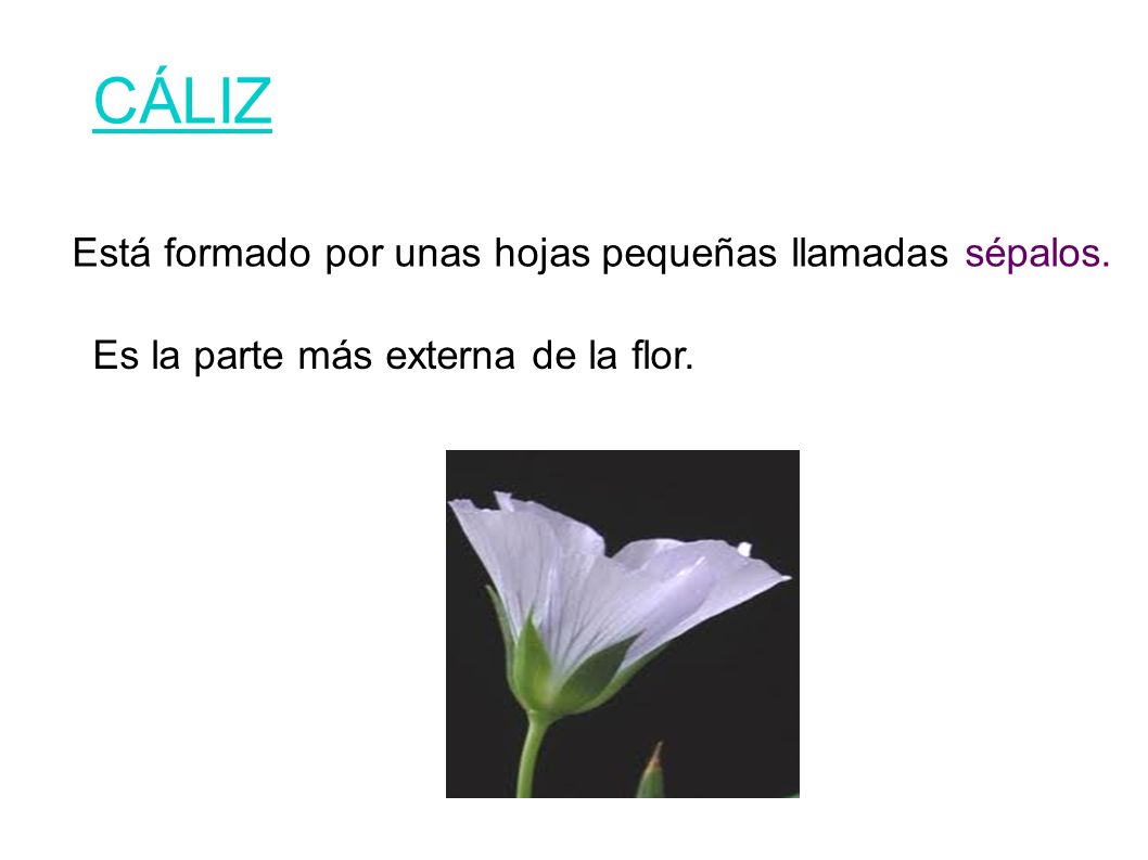 CÁLIZ Está formado por unas hojas pequeñas llamadas sépalos.