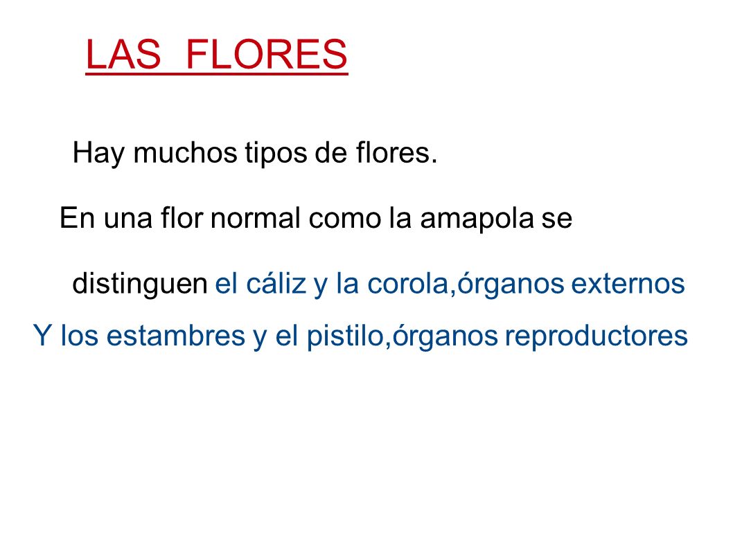 LAS FLORES Hay muchos tipos de flores.
