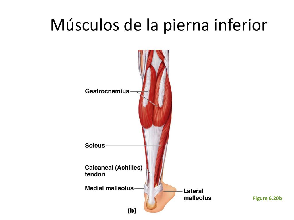 Икроножная мышца какая ткань. Икроножная мышца анатомия. Сухожилия икроножной мышцы анатомия. Медиальная головка икроножной мышцы. Икроножная мышца голени.