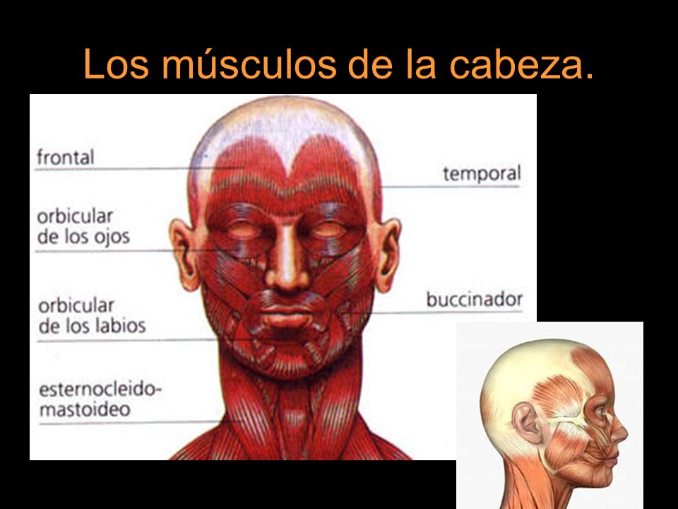 Los músculos de la cabeza.