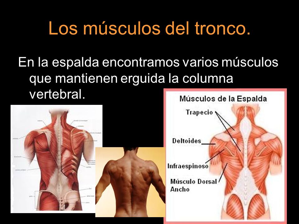 Los músculos del tronco.