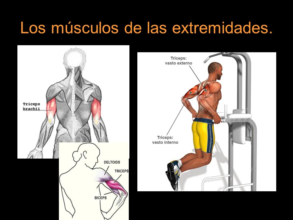 Los músculos de las extremidades.