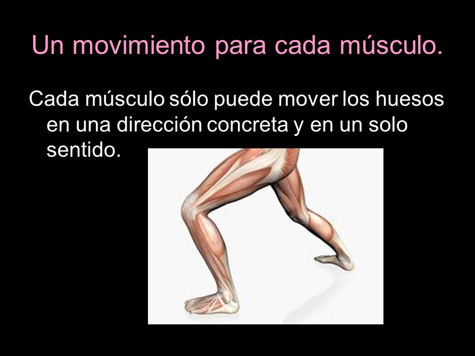 Un movimiento para cada músculo.