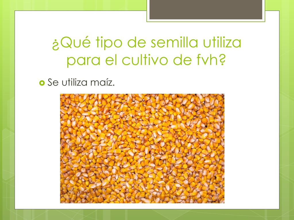 ¿Qué tipo de semilla utiliza para el cultivo de fvh