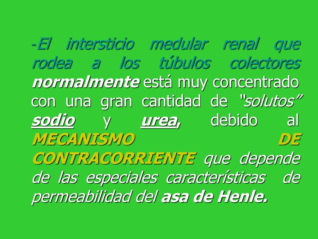 -El intersticio medular renal que rodea a los túbulos colectores normalmente está muy concentrado con una gran cantidad de solutos sodio y urea, debido al MECANISMO DE CONTRACORRIENTE que depende de las especiales características de permeabilidad del asa de Henle.