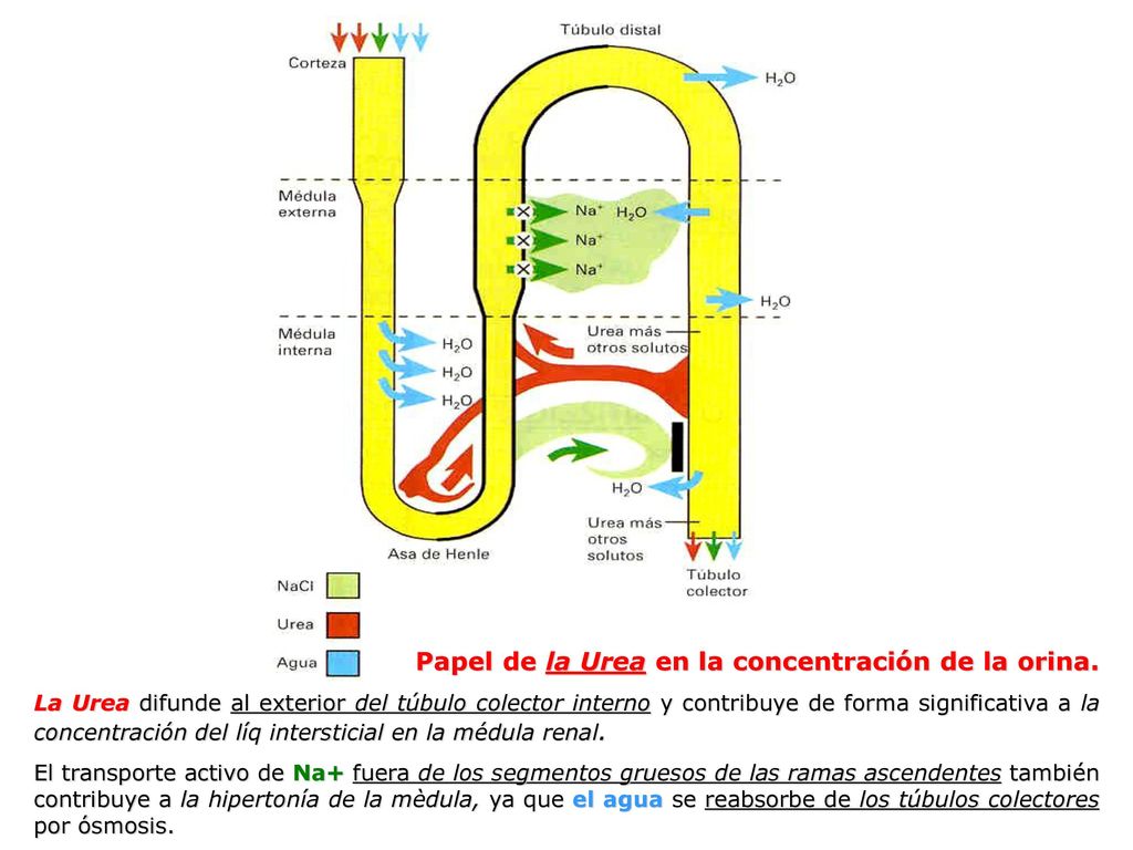 Papel de la Urea en la concentración de la orina.