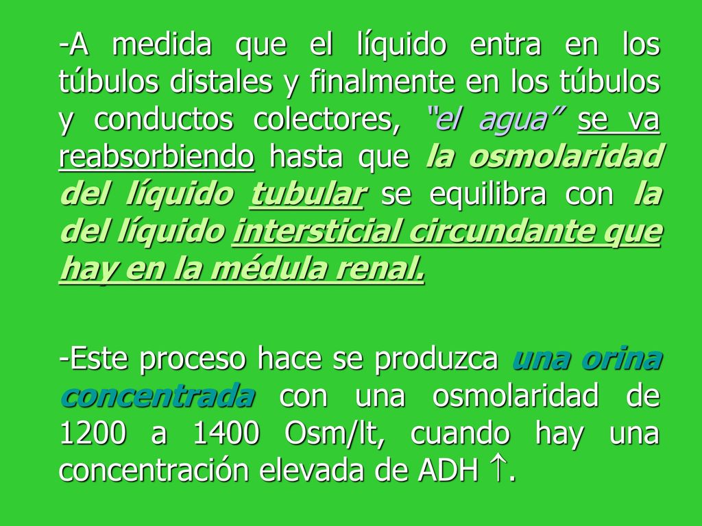 -A medida que el líquido entra en los túbulos distales y finalmente en los túbulos y conductos colectores, el agua se va reabsorbiendo hasta que la osmolaridad del líquido tubular se equilibra con la del líquido intersticial circundante que hay en la médula renal.