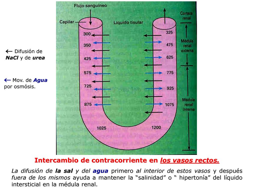 Intercambio de contracorriente en los vasos rectos.