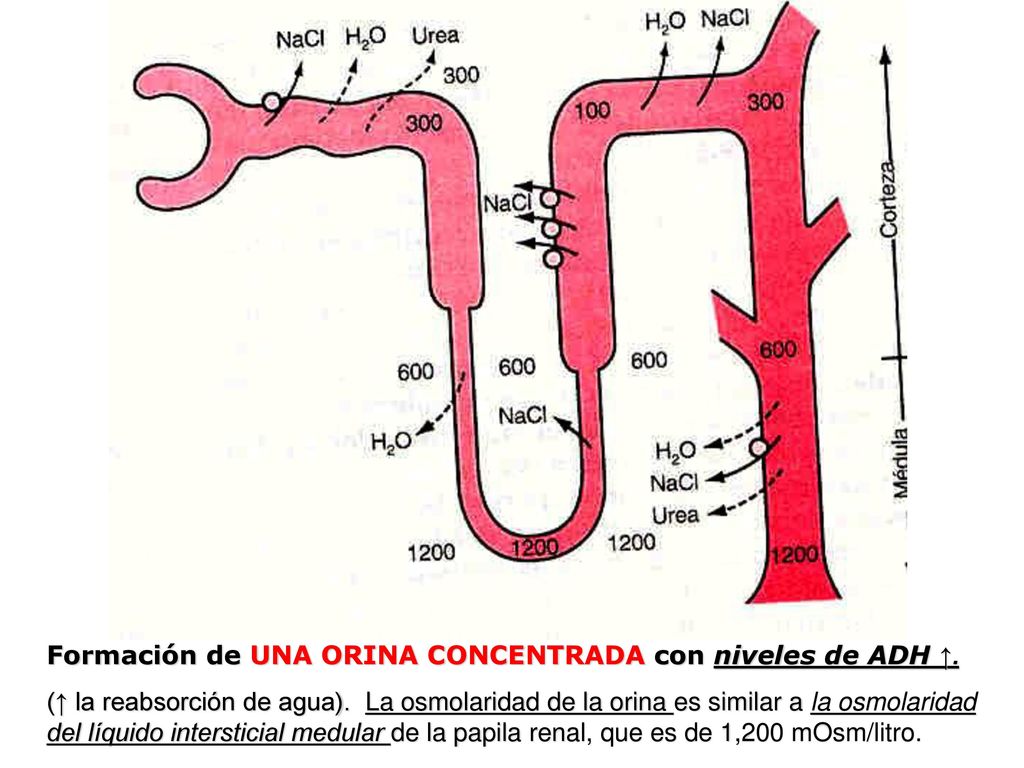 Formación de UNA ORINA CONCENTRADA con niveles de ADH ↑.