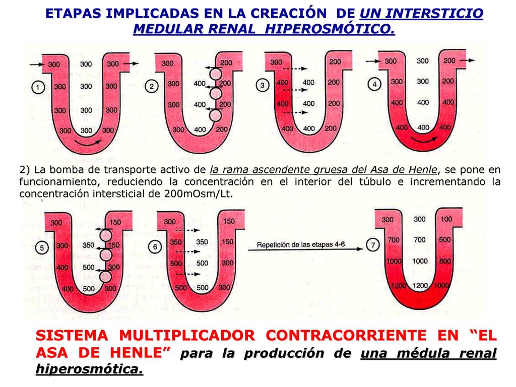 ETAPAS IMPLICADAS EN LA CREACIÓN DE UN INTERSTICIO MEDULAR RENAL HIPEROSMÓTICO.