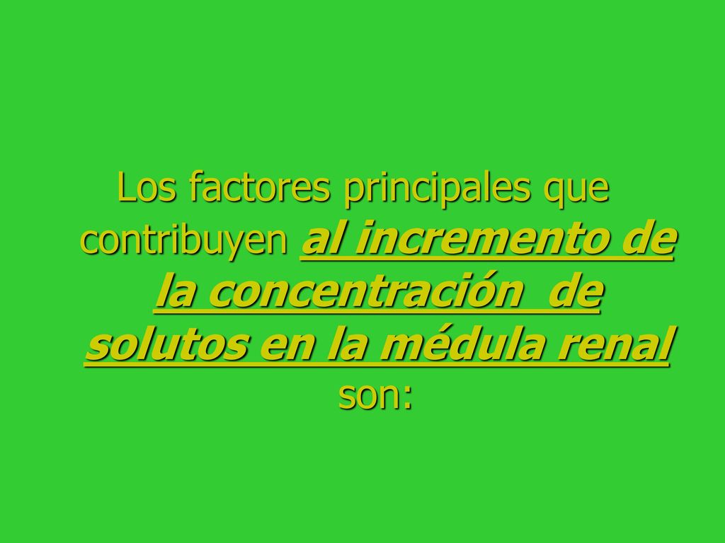 Los factores principales que contribuyen al incremento de la concentración de solutos en la médula renal son: