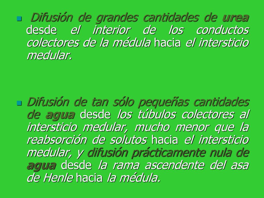Difusión de grandes cantidades de urea desde el interior de los conductos colectores de la médula hacia el intersticio medular.