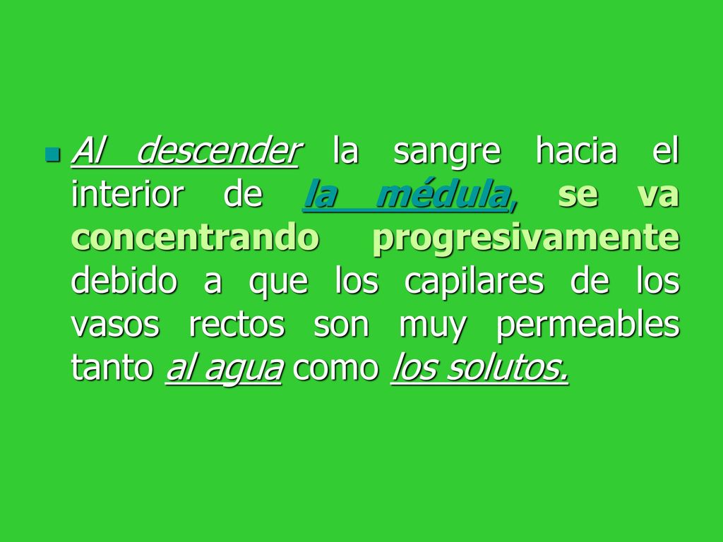 Al descender la sangre hacia el interior de la médula, se va concentrando progresivamente debido a que los capilares de los vasos rectos son muy permeables tanto al agua como los solutos.