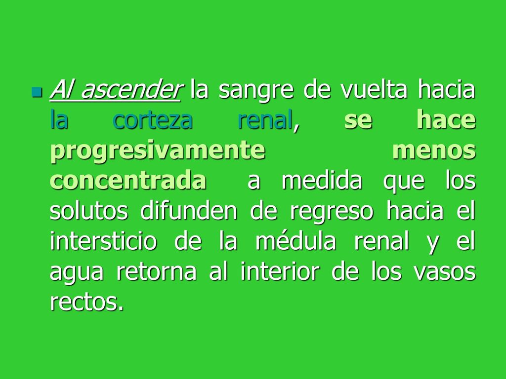 Al ascender la sangre de vuelta hacia la corteza renal, se hace progresivamente menos concentrada a medida que los solutos difunden de regreso hacia el intersticio de la médula renal y el agua retorna al interior de los vasos rectos.