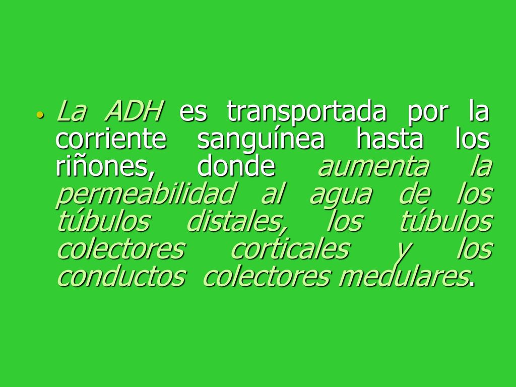 La ADH es transportada por la corriente sanguínea hasta los riñones, donde aumenta la permeabilidad al agua de los túbulos distales, los túbulos colectores corticales y los conductos colectores medulares.