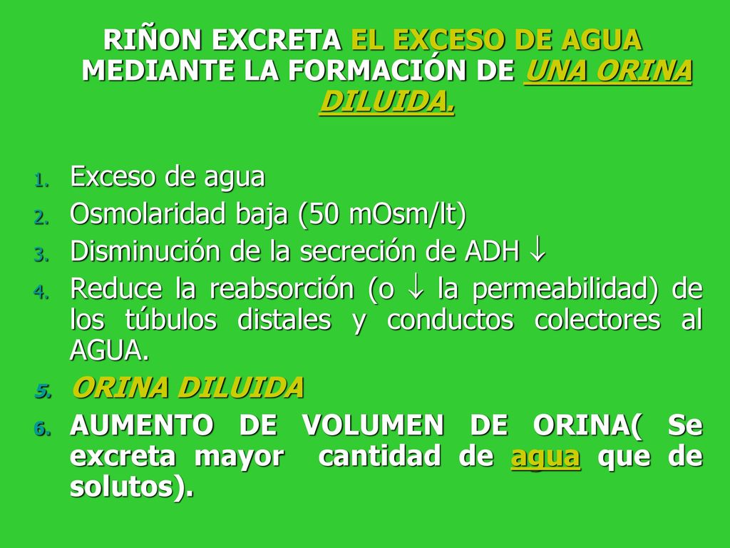 RIÑON EXCRETA EL EXCESO DE AGUA MEDIANTE LA FORMACIÓN DE UNA ORINA DILUIDA.