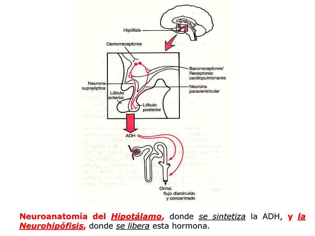 Neuroanatomía del Hipotálamo, donde se sintetiza la ADH, y la Neurohipófisis, donde se libera esta hormona.