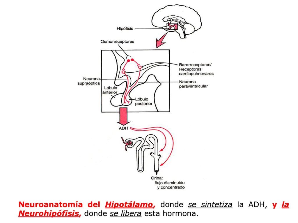 Neuroanatomía del Hipotálamo, donde se sintetiza la ADH, y la Neurohipófisis, donde se libera esta hormona.