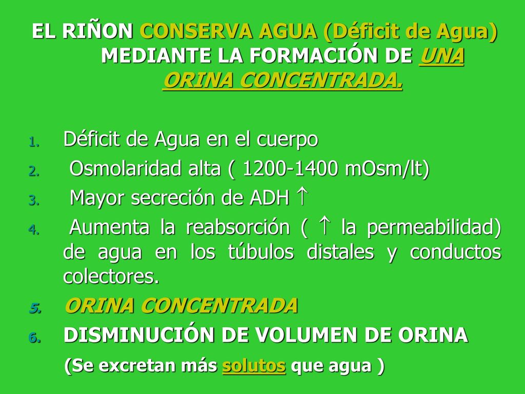 EL RIÑON CONSERVA AGUA (Déficit de Agua) MEDIANTE LA FORMACIÓN DE UNA ORINA CONCENTRADA.