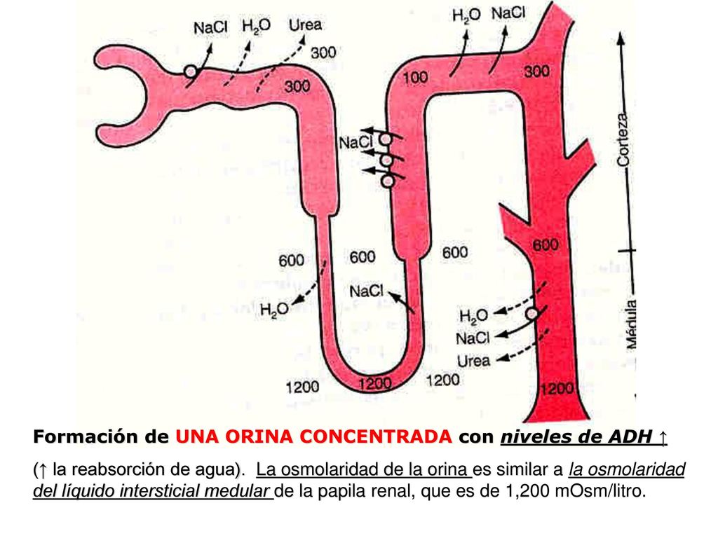 Formación de UNA ORINA CONCENTRADA con niveles de ADH ↑