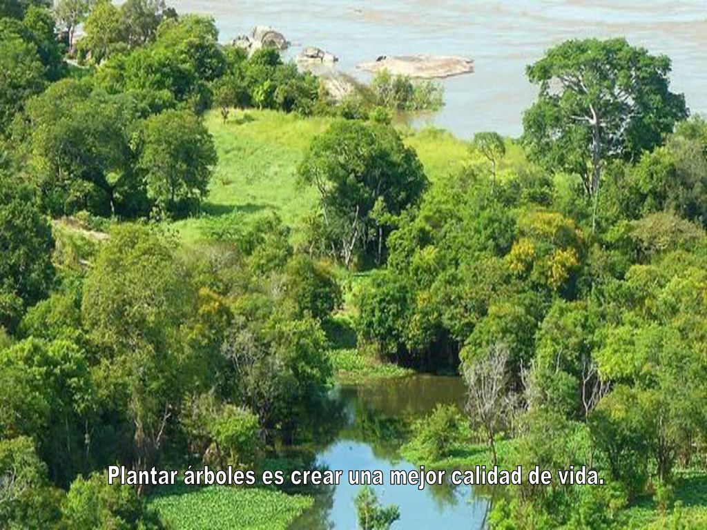 Plantar árboles es crear una mejor calidad de vida.